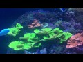 the florida aquarium downtown tampa 4k ultra hd