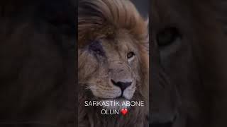 Yara almış 🥺 ASLAN 🦁😍 #shorts #youtube #animals #lion #aslan