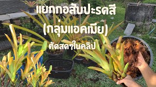 สับปะรดสี Blanchetiana orange เลี้ยงง่าย โตไว ทนแดด100%