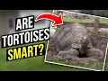 Are Tortoises Smarter than We Think?