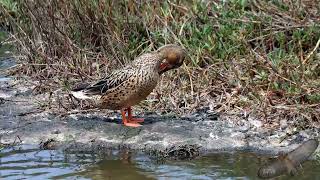 琵嘴鴨 / Northern Shoveler / Spatula clypeata