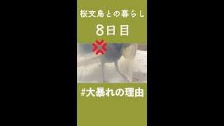 【文鳥の雛が大人になるまで】思ったより結構力あるのね【8日目】