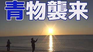 伊勢湾で青物フィーバー!!果たして釣れるのか⁉【三重県 サーフ】