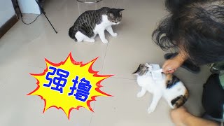 【宠小猫】強擼兩只貓咪，測試三花貓掉毛效果，想養不掉毛的貓進來看