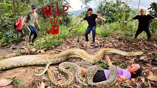 6 Brave Experts Catch Giant Python By Hand