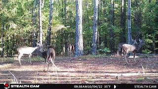 Pine Strip Trail Cam October