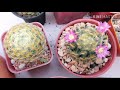 กระบองเพชรขนนกเหลือง เลี้ยงยังไงให้สวยๆ ออกดอกบ่อยๆ cactus name with pictures mammillaria schideana