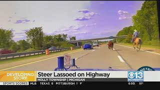 A steer on a highway after roaming the nearby woods for weeks