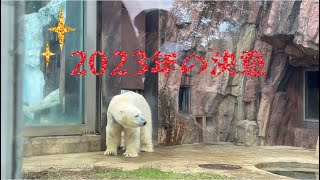 2023年上野の森にもコウノトリが舞い降りますように♡上野動物園のホッキョクグマペアʕ•ᴥ•ʔイコロ＆デア