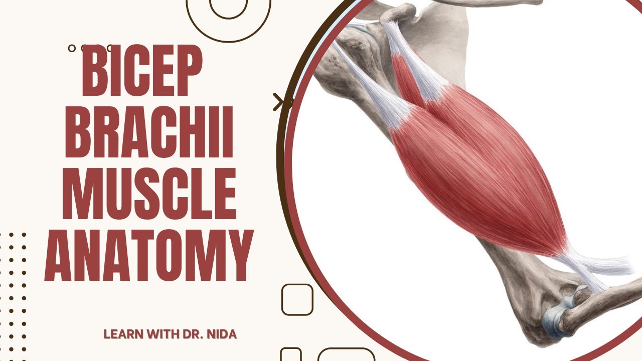 Bicep Brachii Muscle Anatomy Origin Insertion Nerve Supply Action
