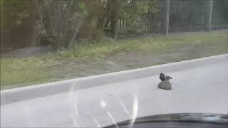 Un oiseau fait traverser un hérisson