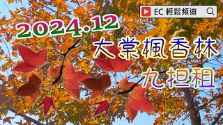 2024-12 楓香紅葉 | 大棠楓香林 | 烏蛟騰九担租 | Sweet Gum Red Leaves | Tai Tong Sweet Gum Wood | Kau Tam Tso