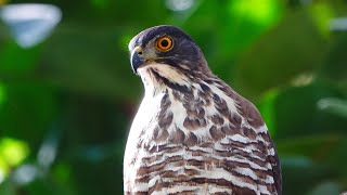 年初一『大安公園』走春，看『N2 鳳頭媽(Accipiter trivirgatus)』(2021.02.12 大安森林公園 鳳頭蒼鷹(編號：N2)) RX10