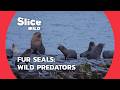 The Untold Story of Fur Seals: Life in the Wild | SLICE WILD