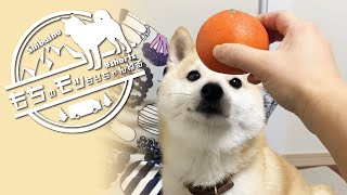 【柴犬】みかんのる？【Shiba inu】 #shorts