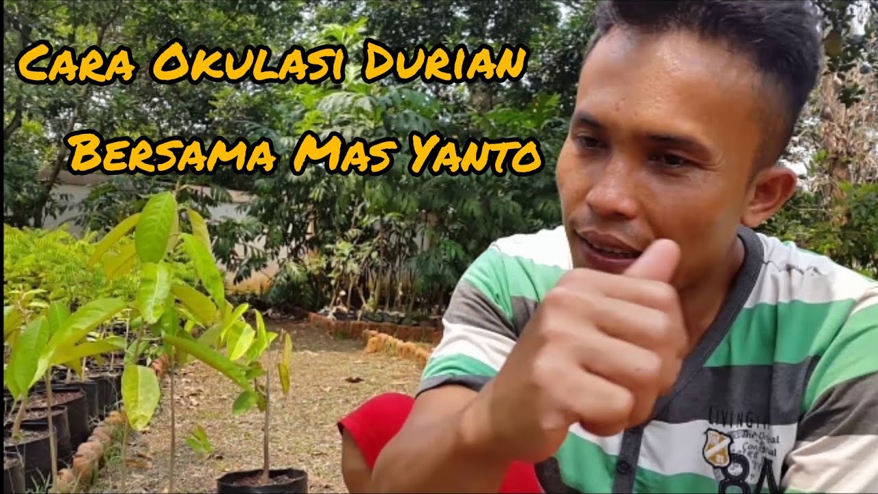 Cara Okulasi Tanaman Durian - YouTube