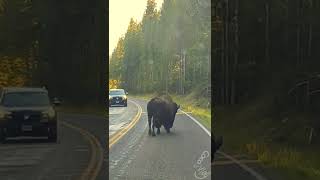 Make up your mind, Bison! Yellowstone बिजोन bisonte búfalo бизон banteng