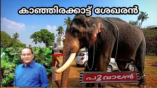 Kanjirakkattu Sekharan elephant |കാഞ്ഞിരക്കാട്ട് ശേഖരൻ | Poovalan | Babu namboothiri elephant |