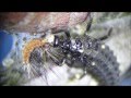 Larve lieveheersbeestje Adalia bipunctata eet jonge eikenprocessierups Biocontrole BV 17 12 2012.wmv