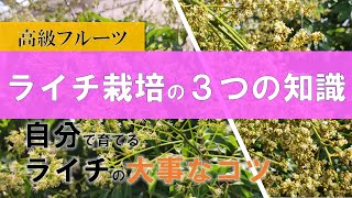 ライチ栽培の３つの知識【ライチ苗木の育て方】春直前にお伝えしたい花と鉢サイズなどに関する知識をご紹介！