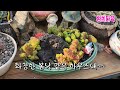 환희다육 분주한일상 육이 미모 열 일중 다육판매 succulents 多肉植物