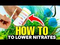 Here's How To Lower Nitrates In An Aquarium FAST👨‍🔬!