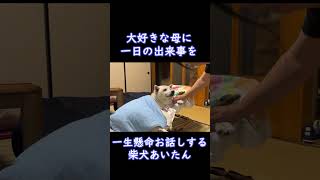 大好きな母に一日の出来事を一生懸命お話しする可愛い柴犬 #Shorts #dog #癒し #柴犬