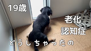 【19歳ダックス】認知症に足の老化