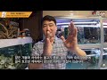 구피키우기 기초 배마름병은 약을 쓰지마세요 애니몰로tv