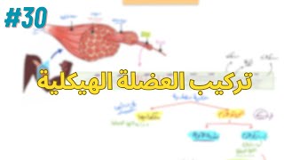 تركيب العضلة الهيكلية