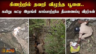 கிணற்றில் தவறி விழுந்த பூனை.. கயிறு கட்டி இறங்கி காப்பாற்றிய தீயணைப்பு வீரர்கள் | Cat fell in well