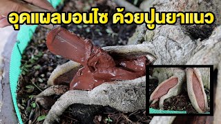 Bonsai Station [Workshop Station] EP.63 อุดแผลบอนไซ (ปูนยาแนว)