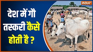 India Cow Smuggling: किस मंडी में गौ तस्कर गौवंश को बेचते हैं? जानें पूरी सच्चाई | Hindi News