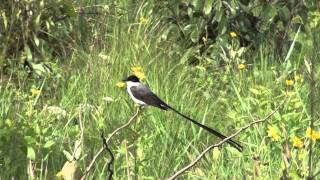 Fork-tailed Flycatcher