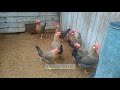 brown leghorn chickens best chicken breeds for eggs