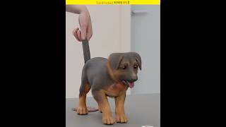 We Should Never Cut A Dog S Tail