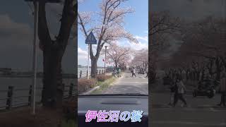 車窓から楽しめる伊佐沼の桜！