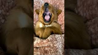 dog 🐕#viral #youtube #twinstar #cute #video #dog #funny #shots #shorts #short #shortsfeed #cutedog