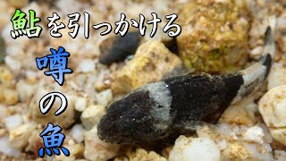 トゲでアユを引っかけると噂の【アユカケ】をガサガサで探す