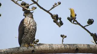 20250224 新生公園鳳頭蒼鷹 - 木棉樹上的兇臉母鳳頭