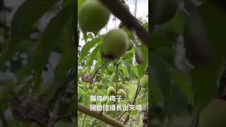 梅嶺｜長梅子囉｜😋好吃梅子3-5月開始會長出陸續成熟｜ 春天悄悄走來，梅子綠色顯春意，枝頭新芽嫩鮮葉，正值賞梅好時節 #生活紀錄 20230312 #生活記錄