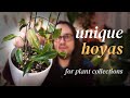 10 Unique Hoyas for Your Collection