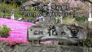 広棚 花の里 芝桜祭り（徳島県・美馬市・脇町・広棚）2016年4月9日