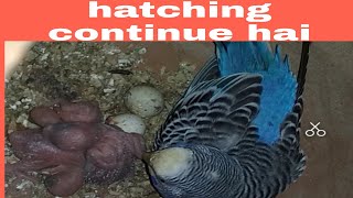 Hatching continue...