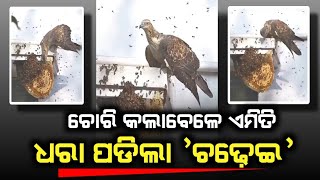 ଚୋରି କଲାବେଳେ ଏମିତି ଧରା ପଡିଲା ଚଢେଇ...Odisha Viral Video !!