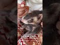 【ferret ear cleaning】雷太くん、お耳掃除の時間です🙀