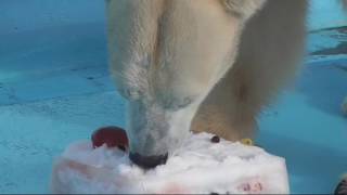 【しろくまキロル】誕生会で氷のケーキをもらうキロルくん（釧路市動物園）