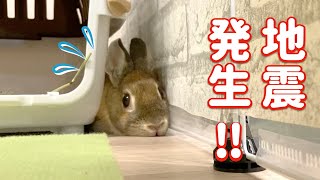 うさぎの部屋んぽ中に地震発生！その時うさぎさんの様子は！？【緊急地震速報】