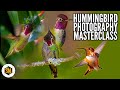 Hummingbird Photography Masterclass - Everything you need to know