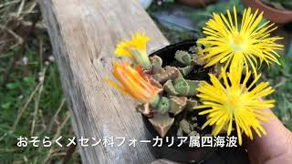 メセンフォーカリアの花 ウスネオイデス と以前アップしたサボテンの様子